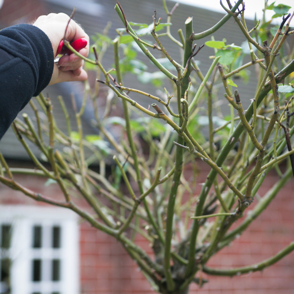 Person pruning a English standard tree rose