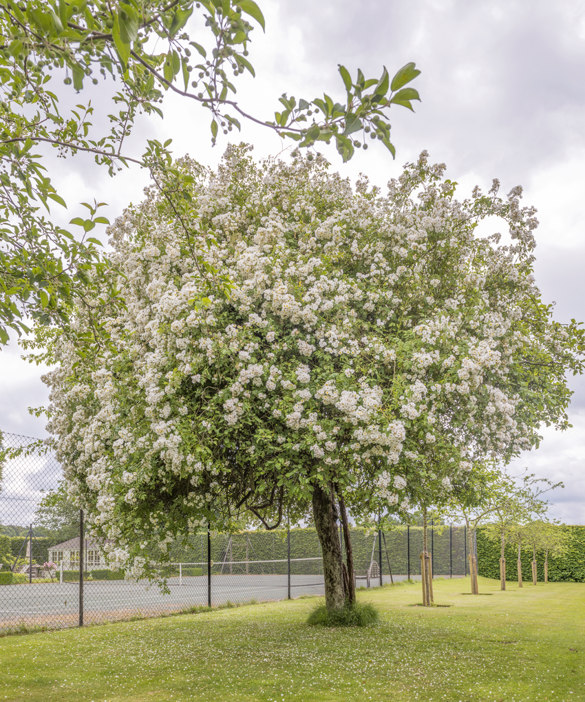 Rambling_Rector rose growing up a large tree