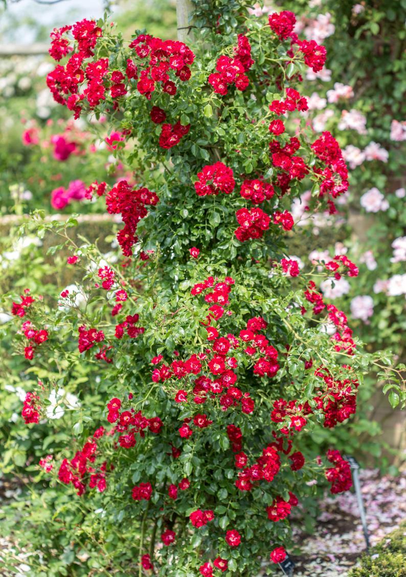 Red rambling rose on a pillar