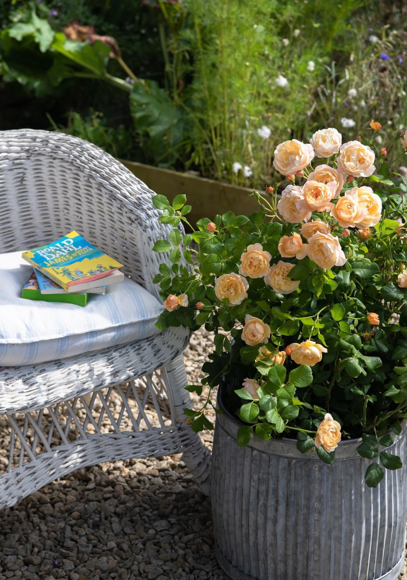 Roald Dahl orange/apricot rose bred by David Austin in a pot next to a chair with a James and the Giant Peach book