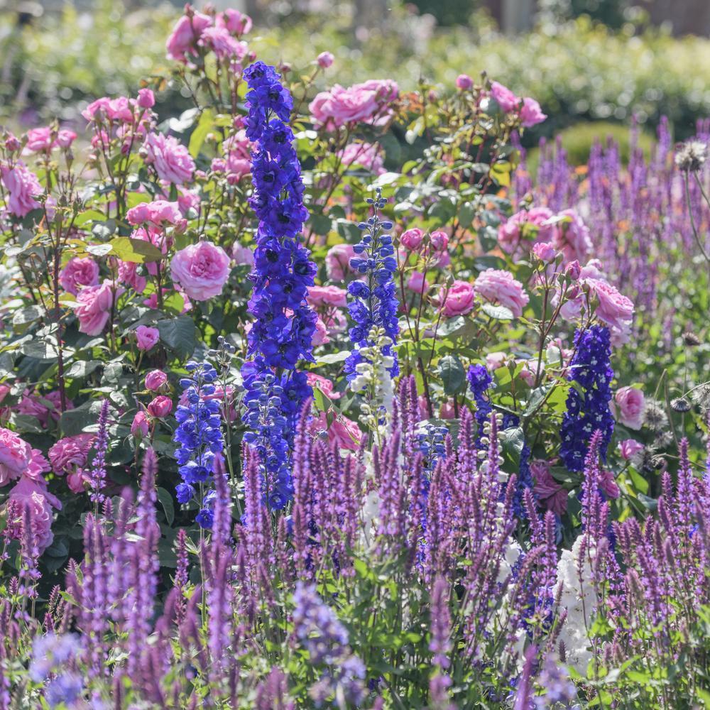 Gertrude_Jekyll rose by David Austin in a border with delphiniums_and_Salvia_nemorosa_Amethyst