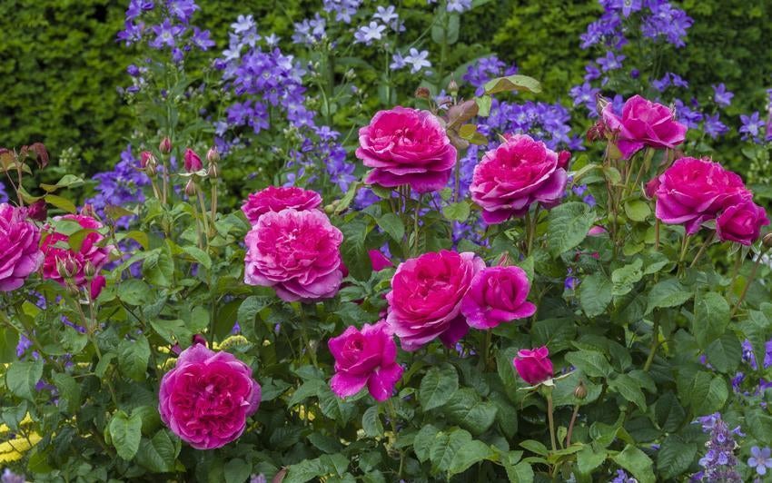 Rosa_James_L._Austin_and_campanula