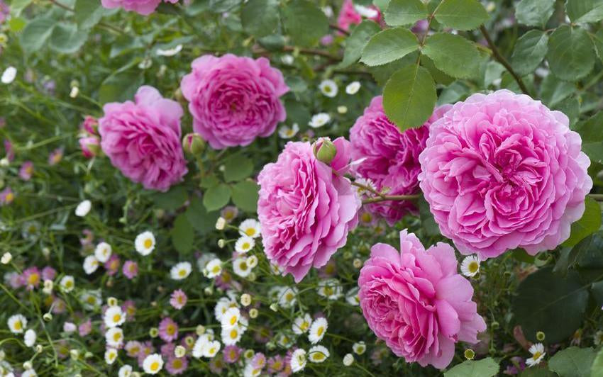 Rosa_Princess_Alexandra_of_Kent_and_Erigeron_karvinskianus