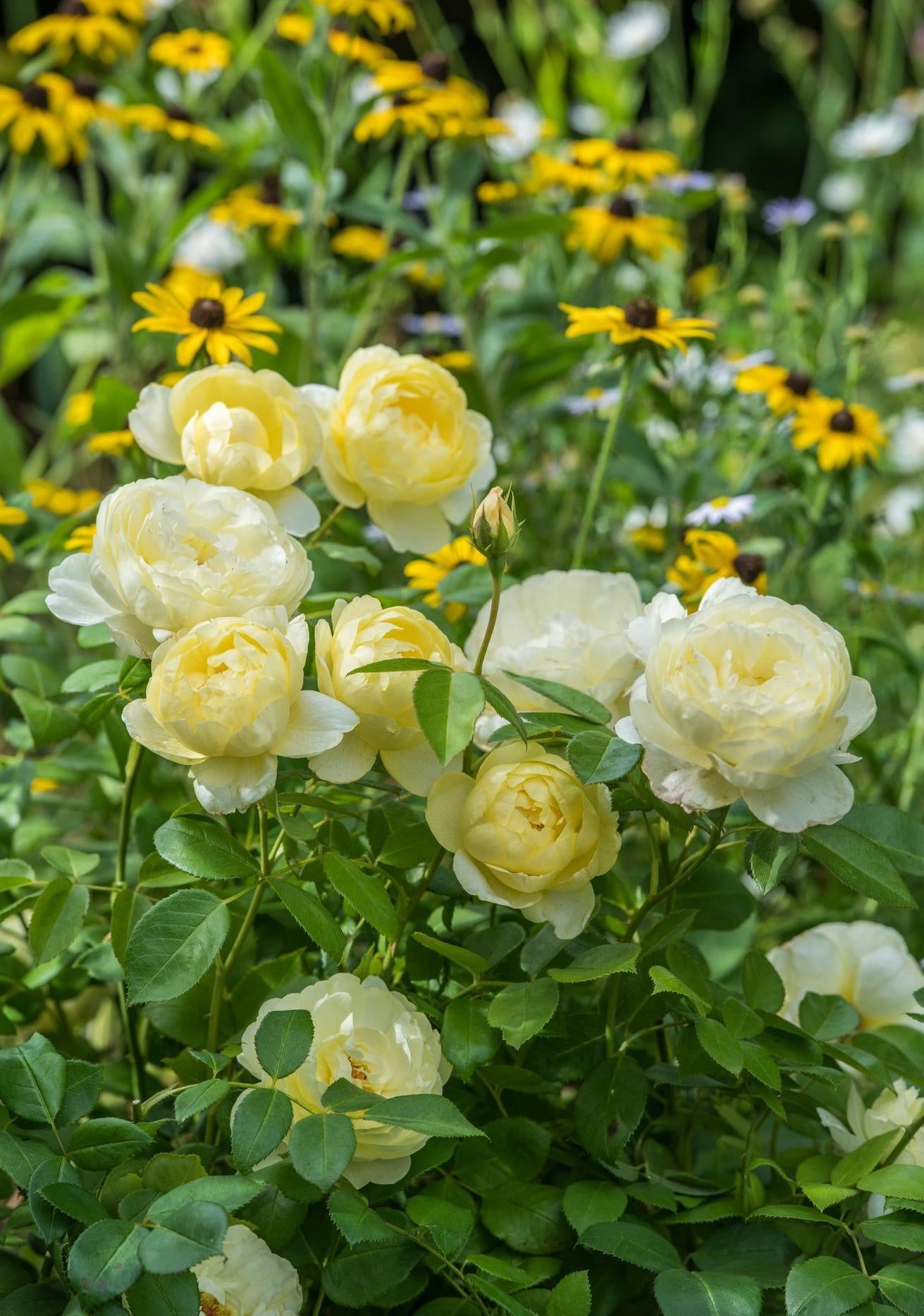 Vanessa_Bell yellow shrub rose bred by David Austin
