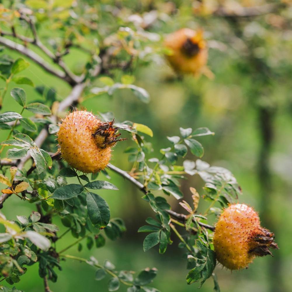 Rosa_roxburghii_orange hips
