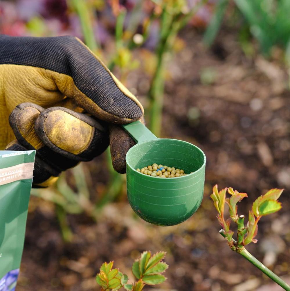Person feeding roses with David Austin rose food