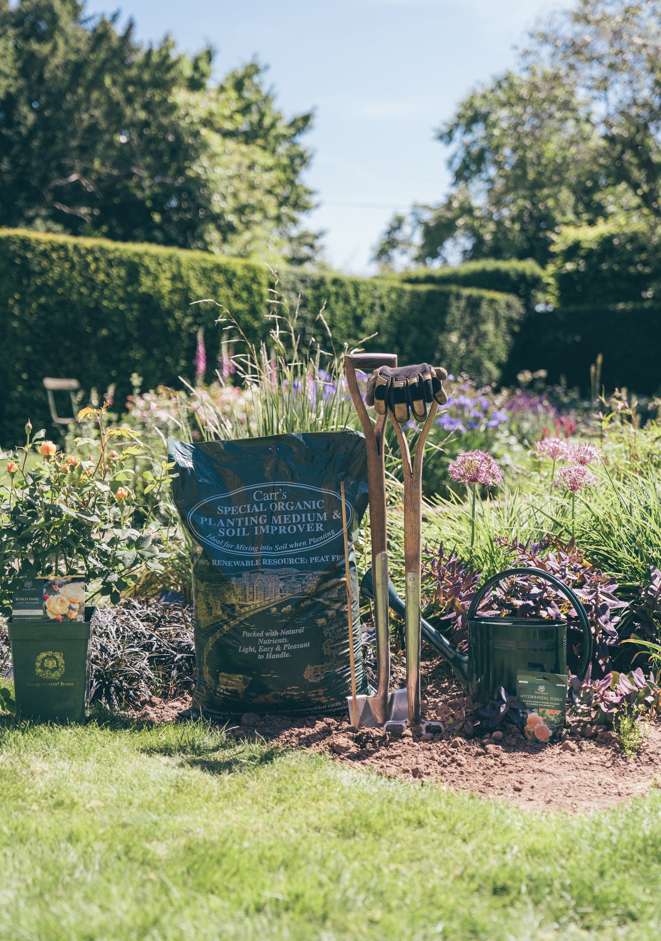 Lifestyle shot of planting a potted rose bred by David Austin