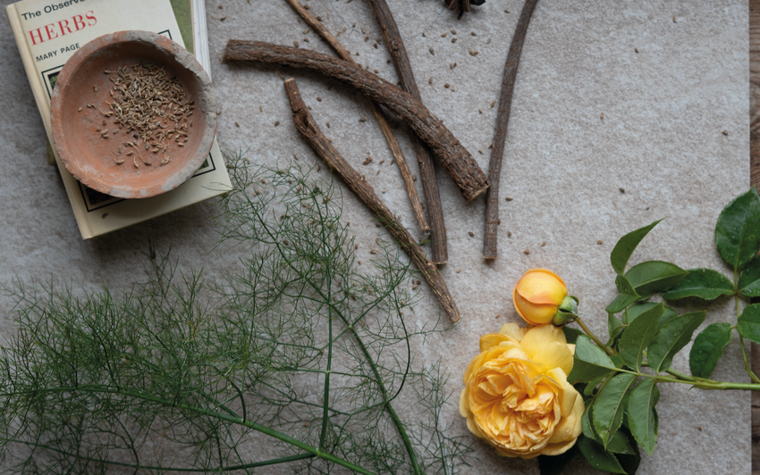 Flat lay image of a rose bred by David Austin, with visual fragrance notes