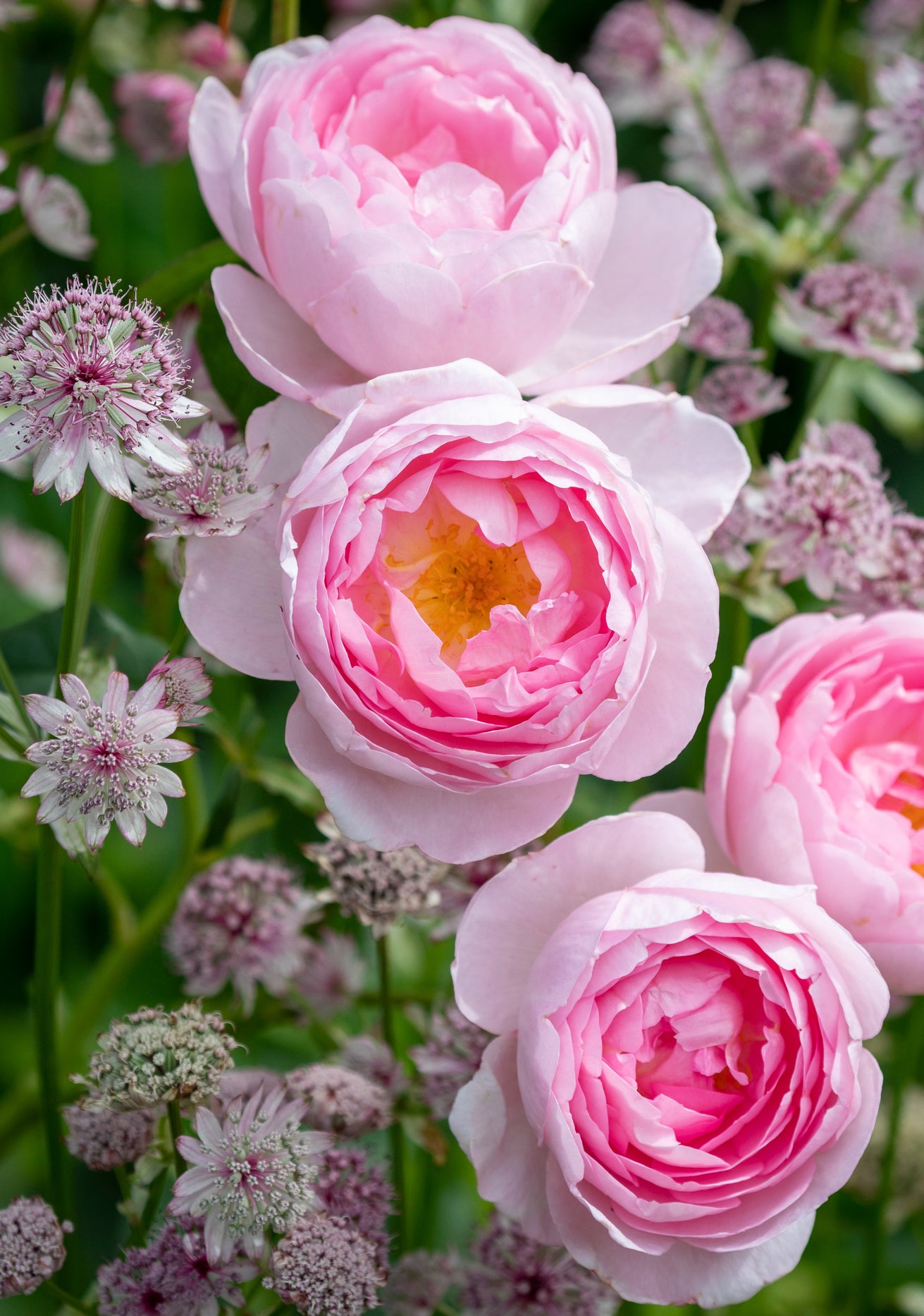 Scepter_d_Isle pink shrub rose bred by David Austin