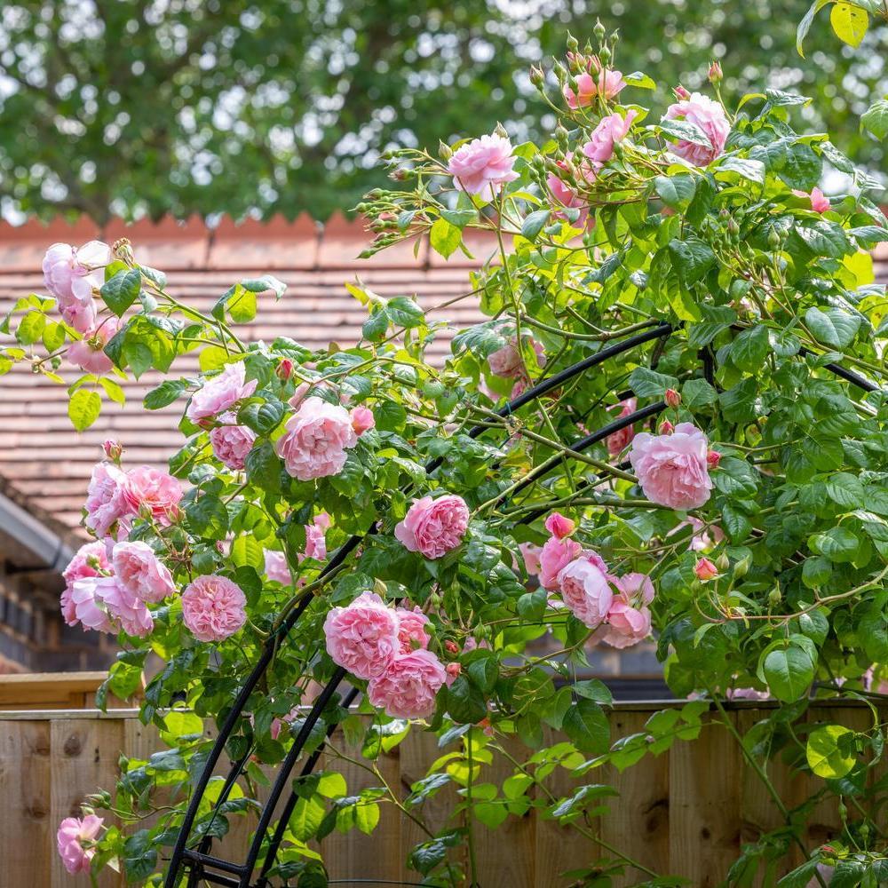 Strawberry hill pink climbing rose bred by David Austin up an arch