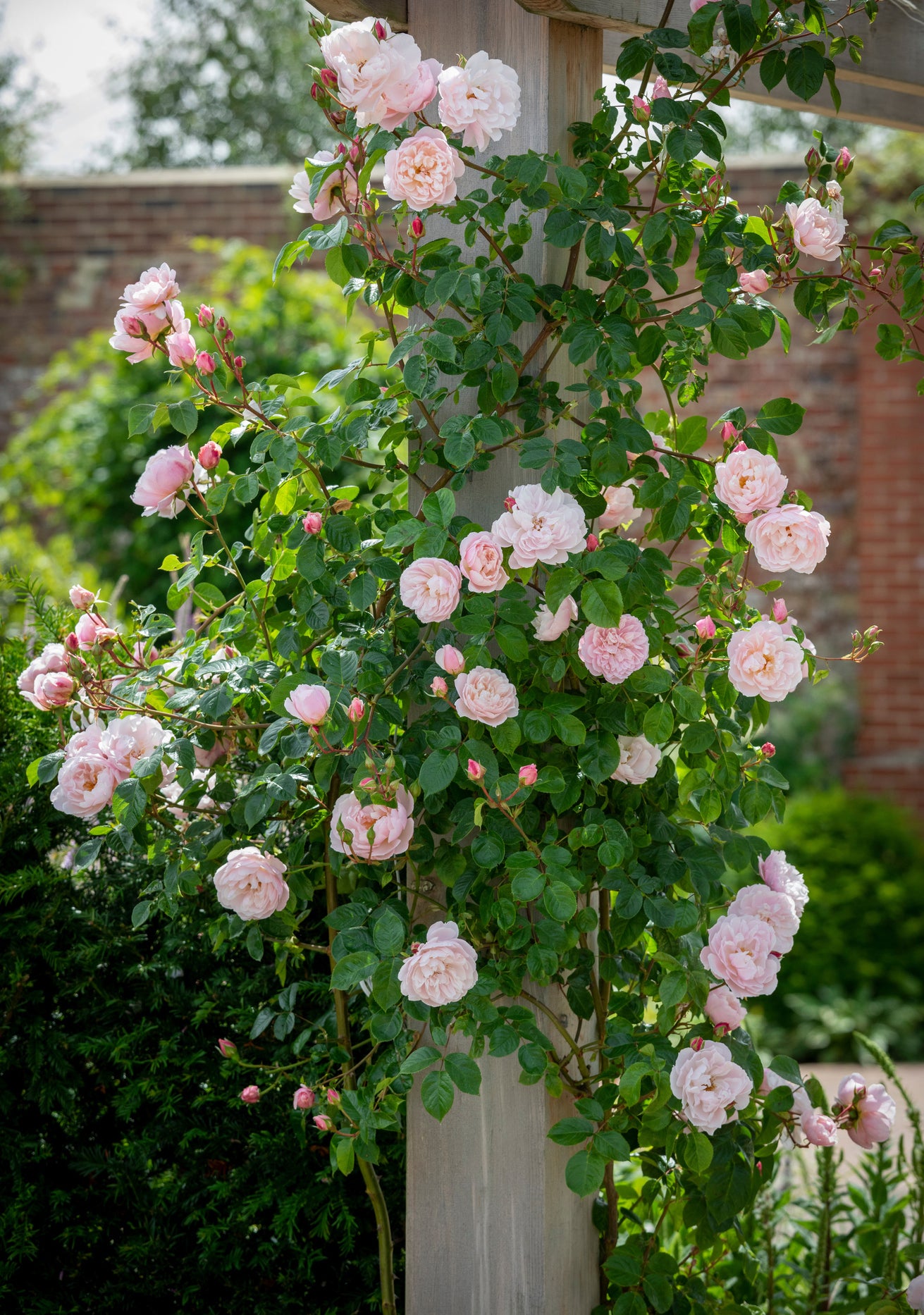 The_Generous_Gardener pink rose bred by David Austin climbing up a wooden pole