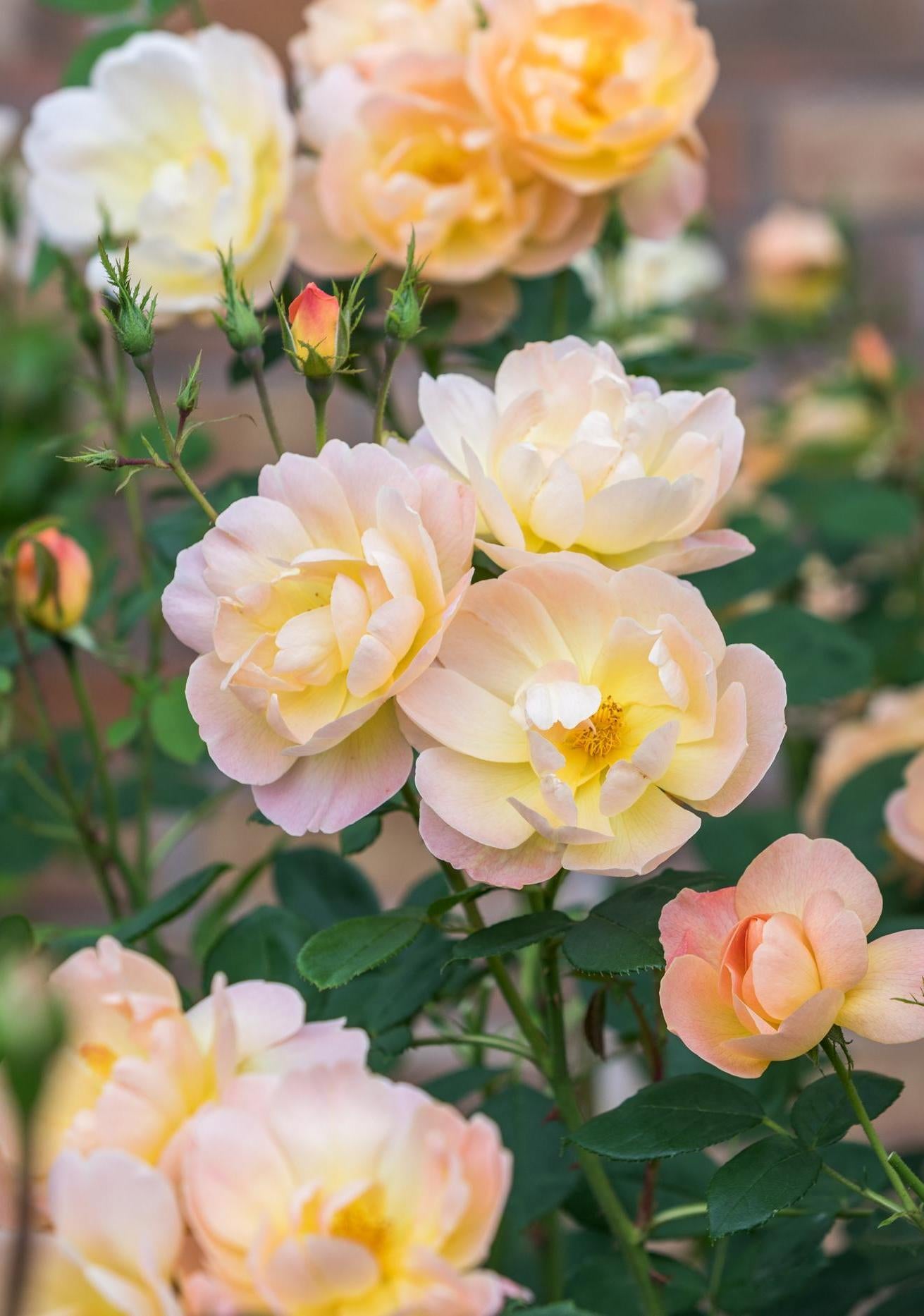 The_Lark_Ascending apricot pink rose bred by David Austin