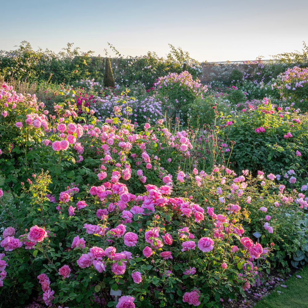 Image of Princess Alexandra of Kent, English rose by David Austin Roses.