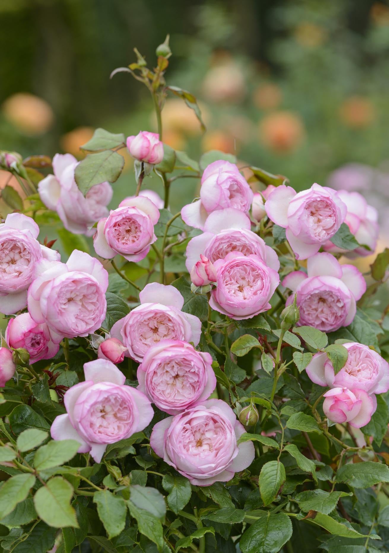 Mill on the floss a pink shrub rose bred by David Austin