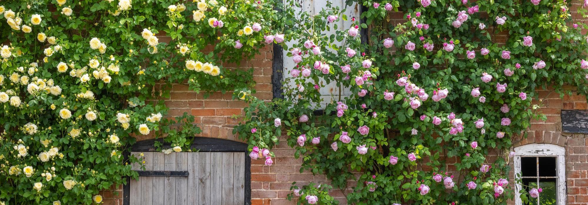 Rosa's The Pilgrim and Constance Spry bred by David Austin growing up a barn in Shropshire.