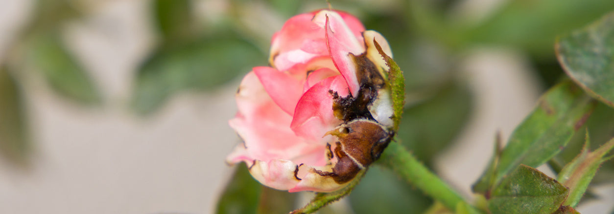 Image of a rose bloom which has been effected by a thrip