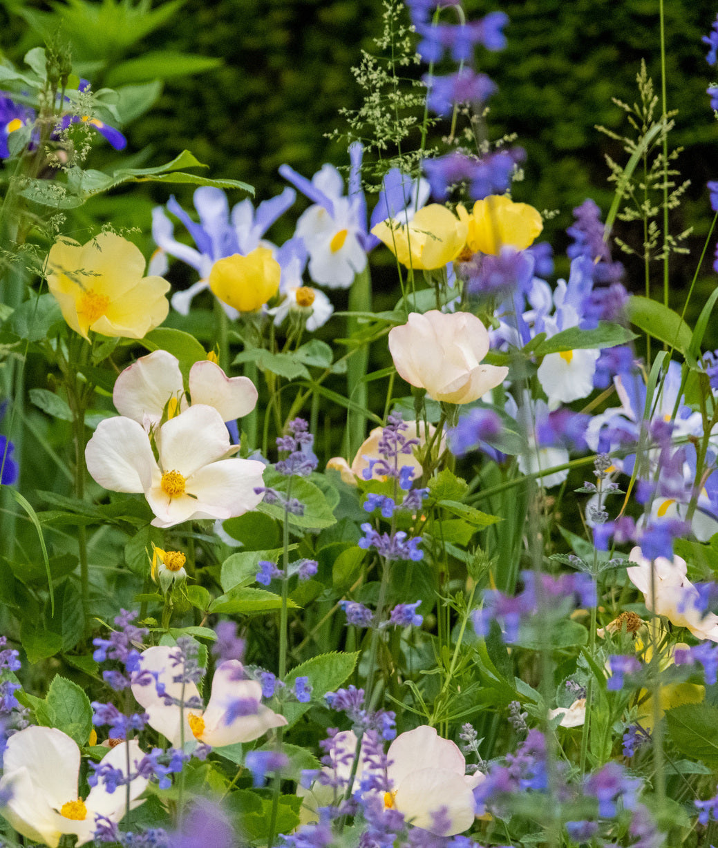 Tottering-By-Gently yellow rose bred by David Austin with purple companion plants