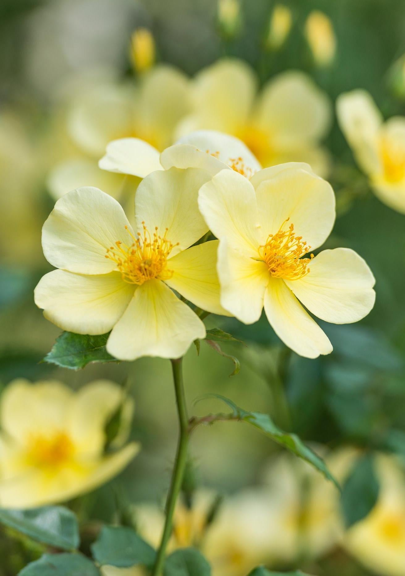 Tottering-by-Gently yellow shrub rose bred by David Austin
