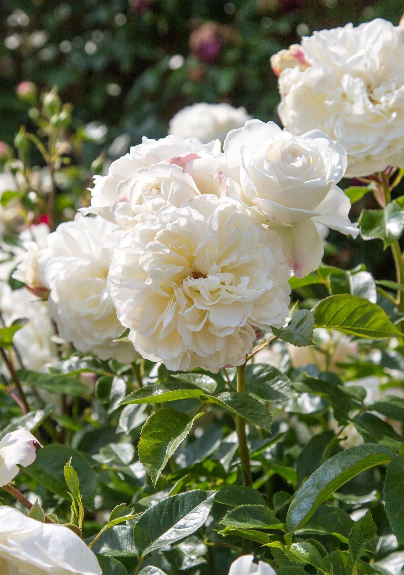 Tranquillity white rose bred by David Austin