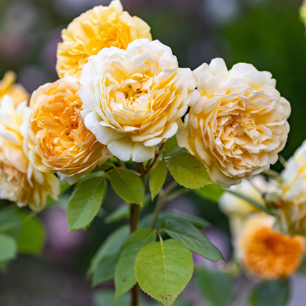 Apricot & Orange Rose Collection