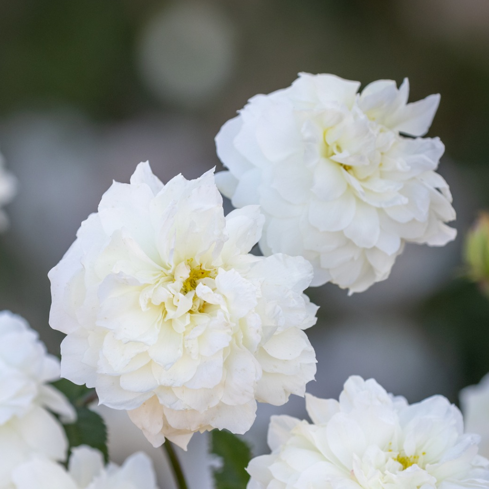 White Rose Collection