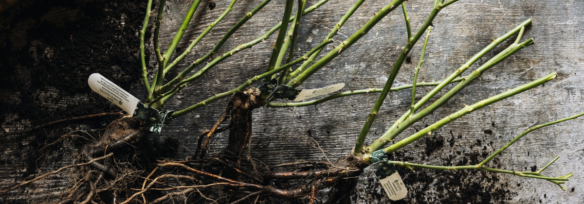 Bare root roses with brown roots, green stems and white name labels, photographed on a weathered grey wood surface.