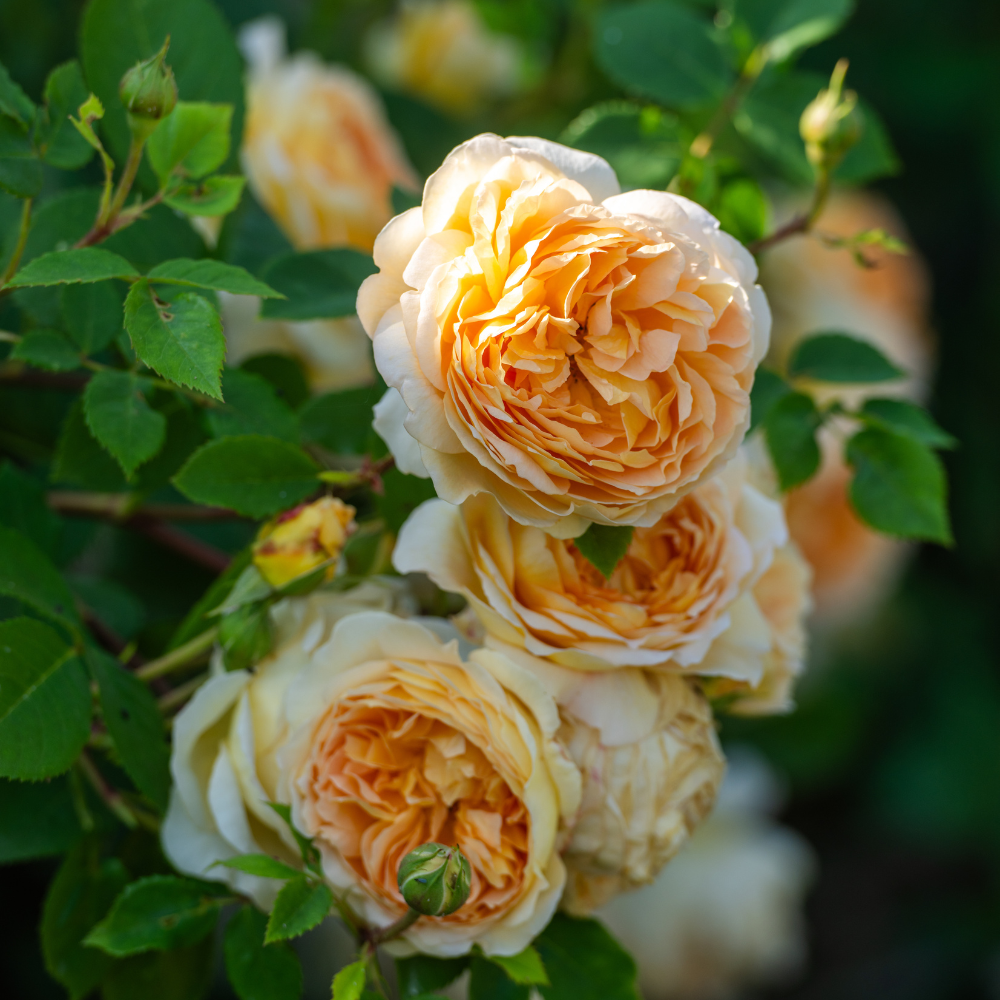 Climbing Rose Collection
