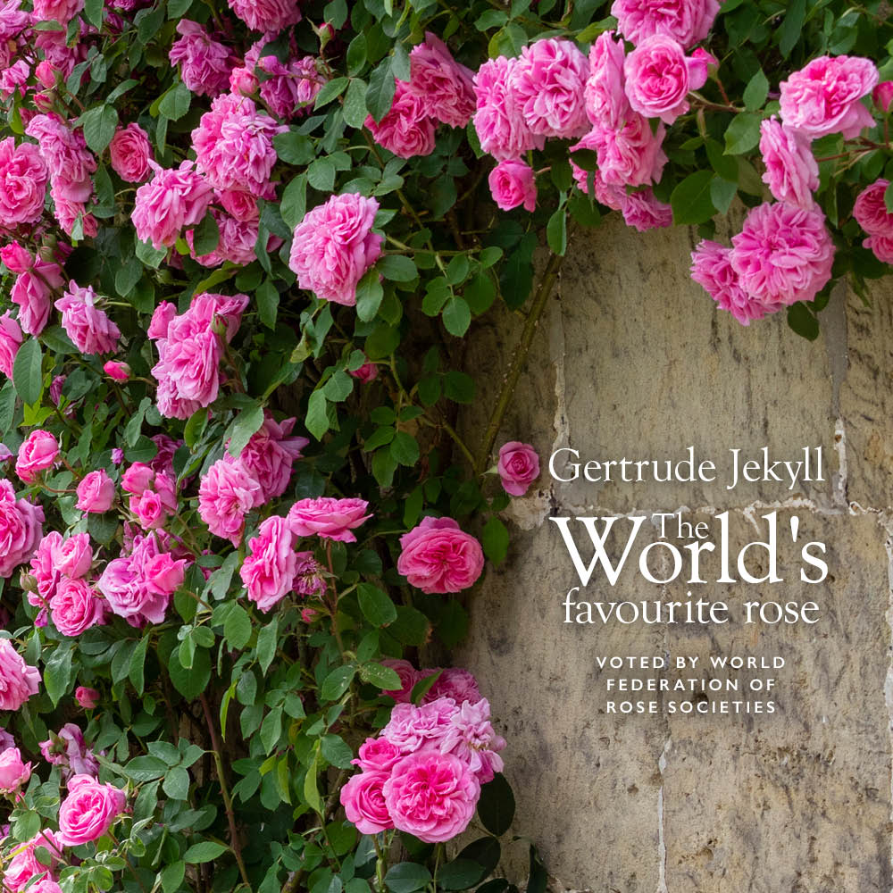 Hero image of Gertrude Jekyll pink rose as a climber with The World Favourite rose award copy on it