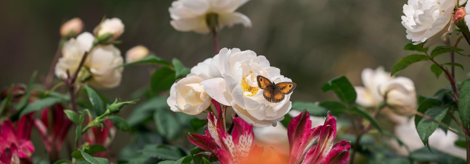 Sir David Beckham white rose bred by David Austin