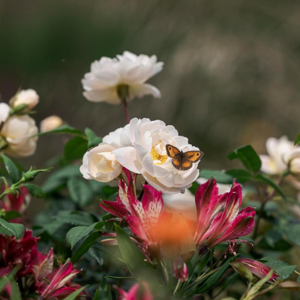 Sir David Beckham white rose bred by David Austin