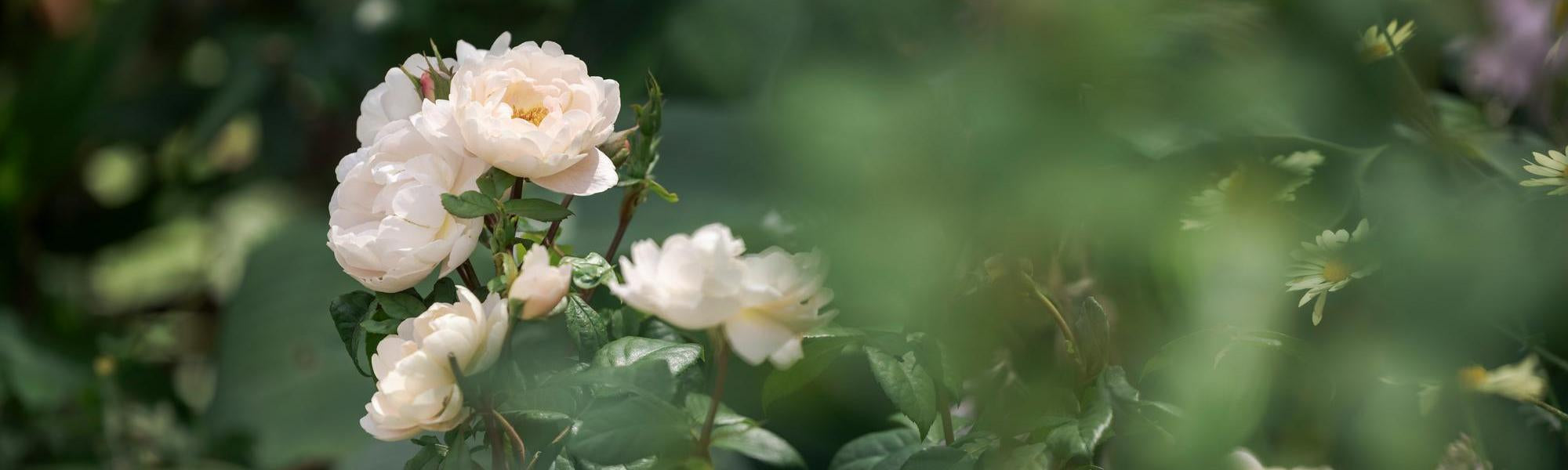 Sir David Beckham white English rose