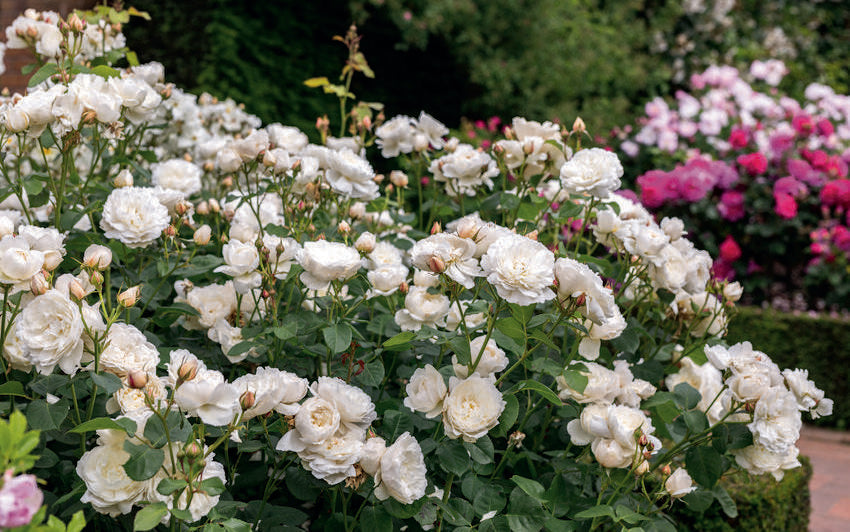 William and Catherine by David Austin Roses