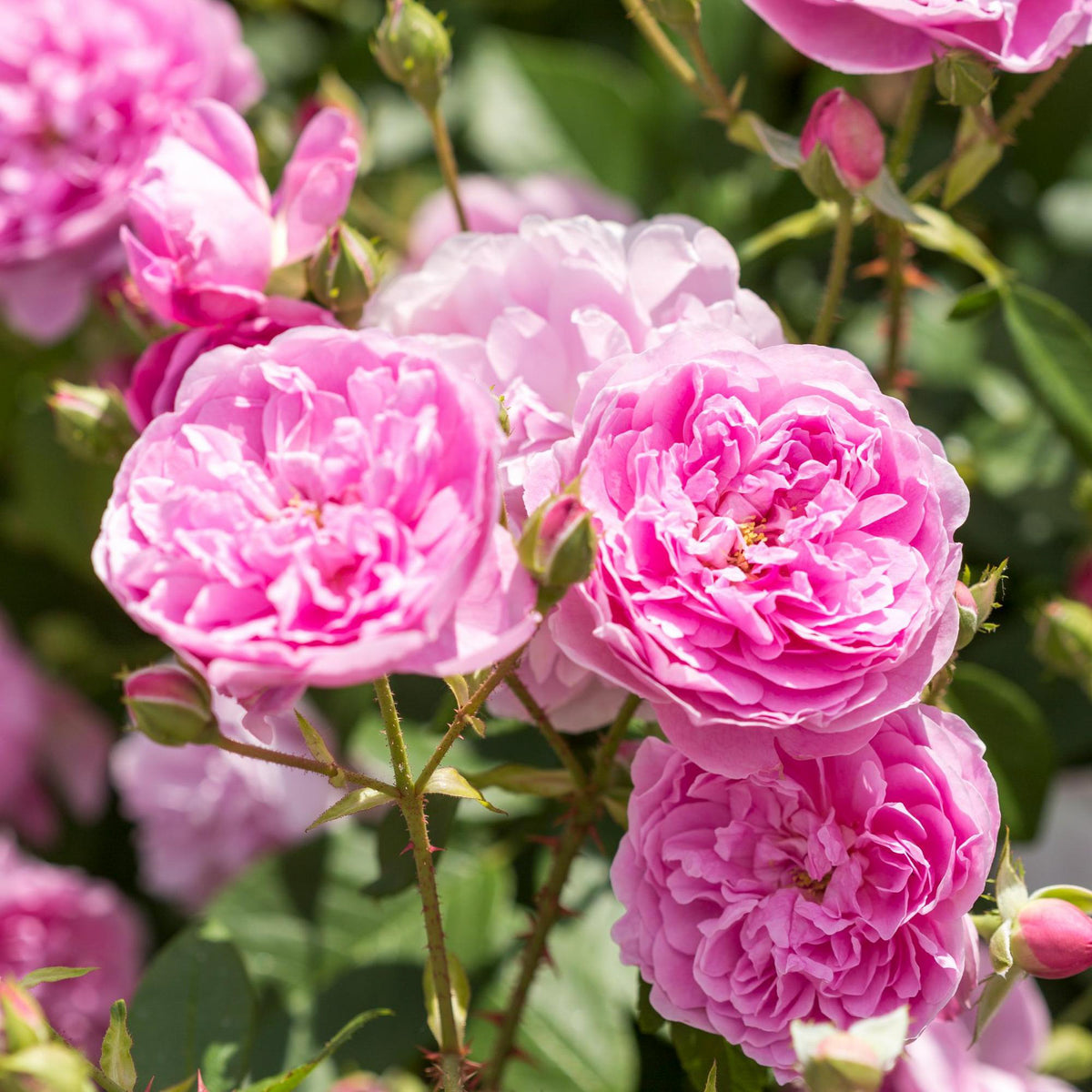 Fragrant Rose Collection