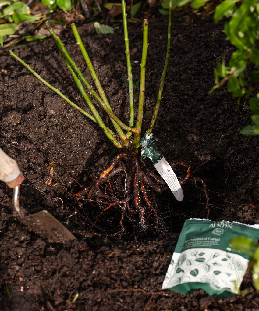 A bare root rose with roots in a planting hole and a white product tag, planted in soil with a small hand trowel on the left and a packet of mycorhizzel fungi on the right.