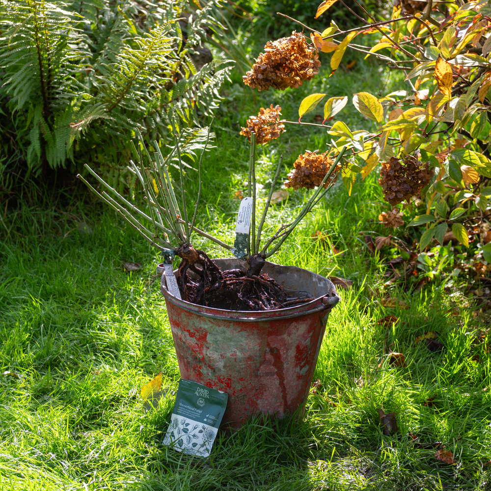 A sun dappled garden scene, showing several bare root roses soaking in a weathered red metal bucket on a grassy lawn. A small plant tag is visible on the roses and a pack of David Austin's Mycorhizzal fungi sits in front of the bucket. Ferns and other garden plants fill the background in natural sunlight.