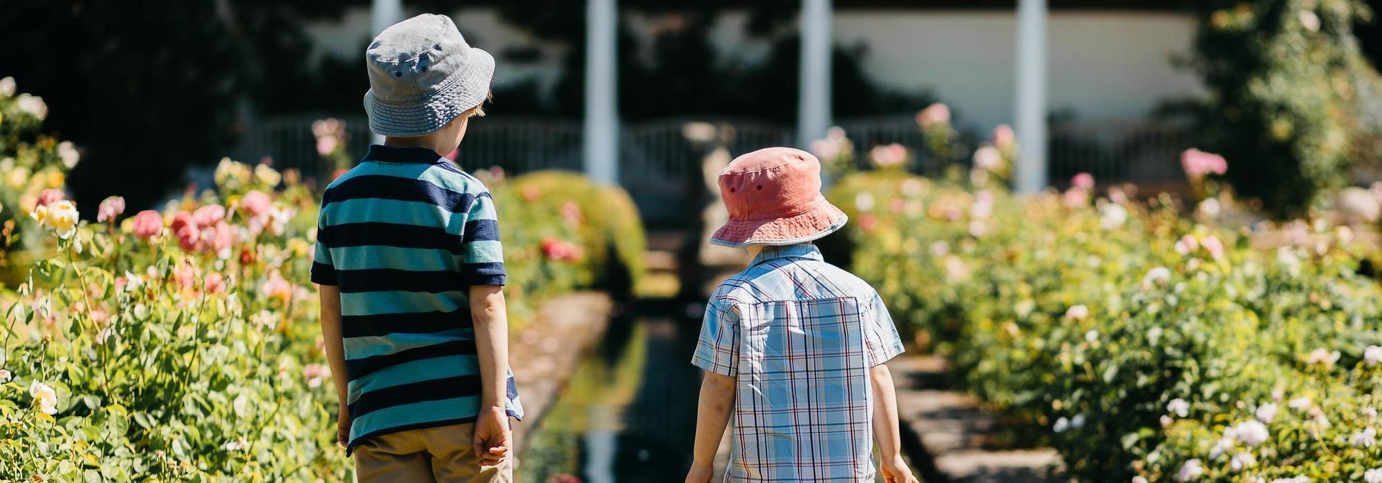 Two children looking out at a rose garden at David Austin
