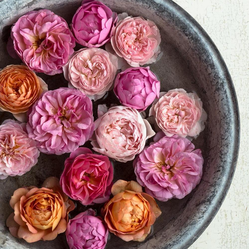 English rose blooms by David Austin in a bucket of water