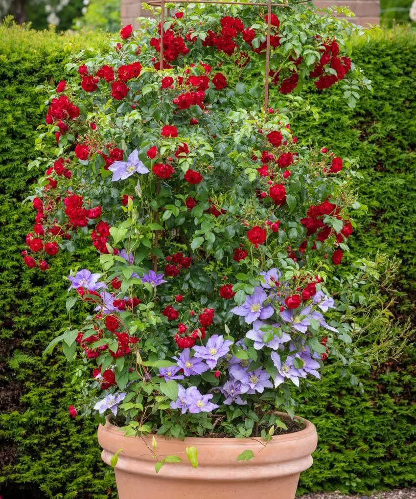 Rosa Rambling Rosie planted in a pot