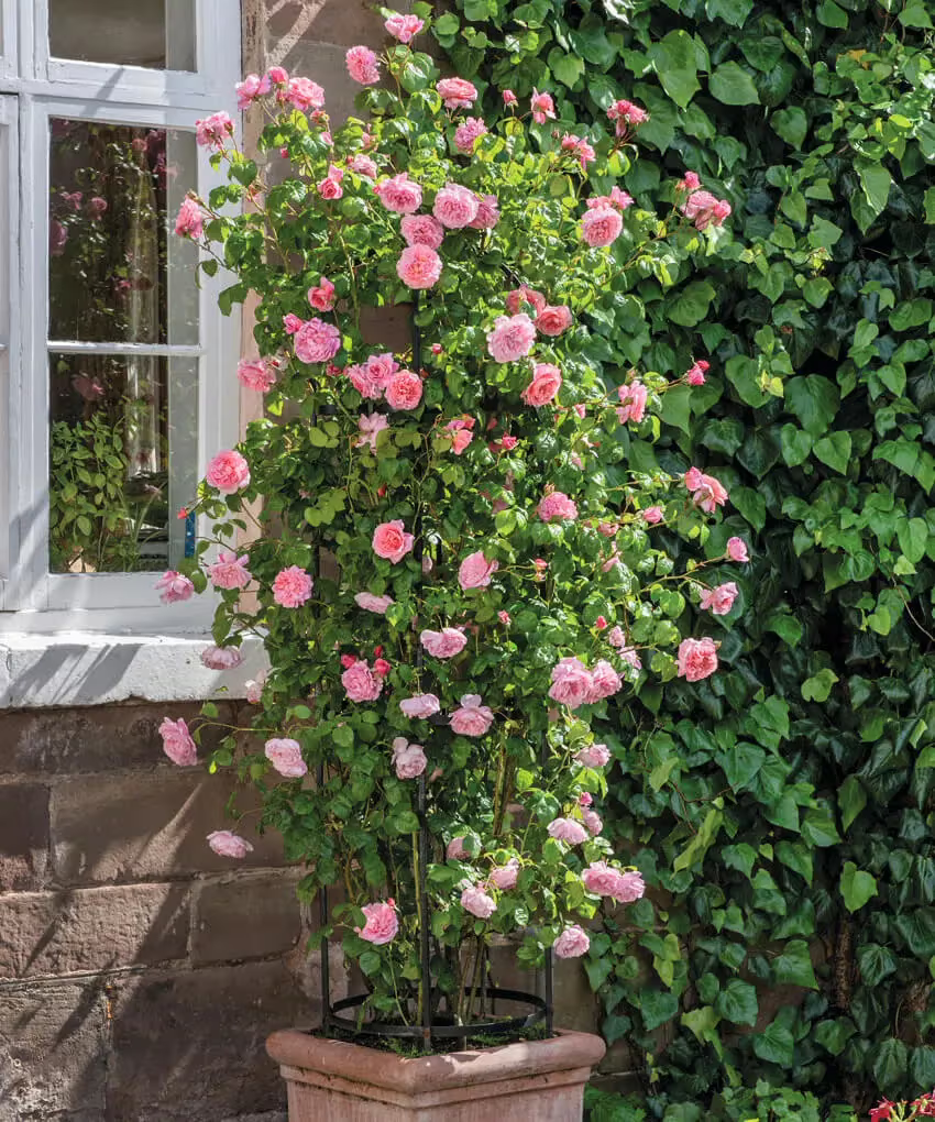 Strawberry Hill rose bred by David Austin in a pot