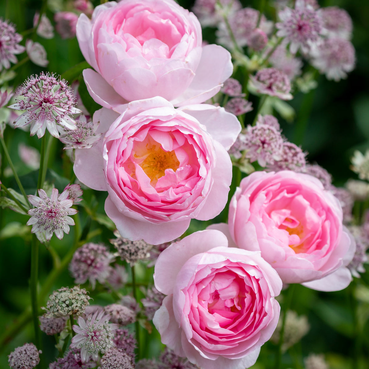 Fragrant Rose Collection