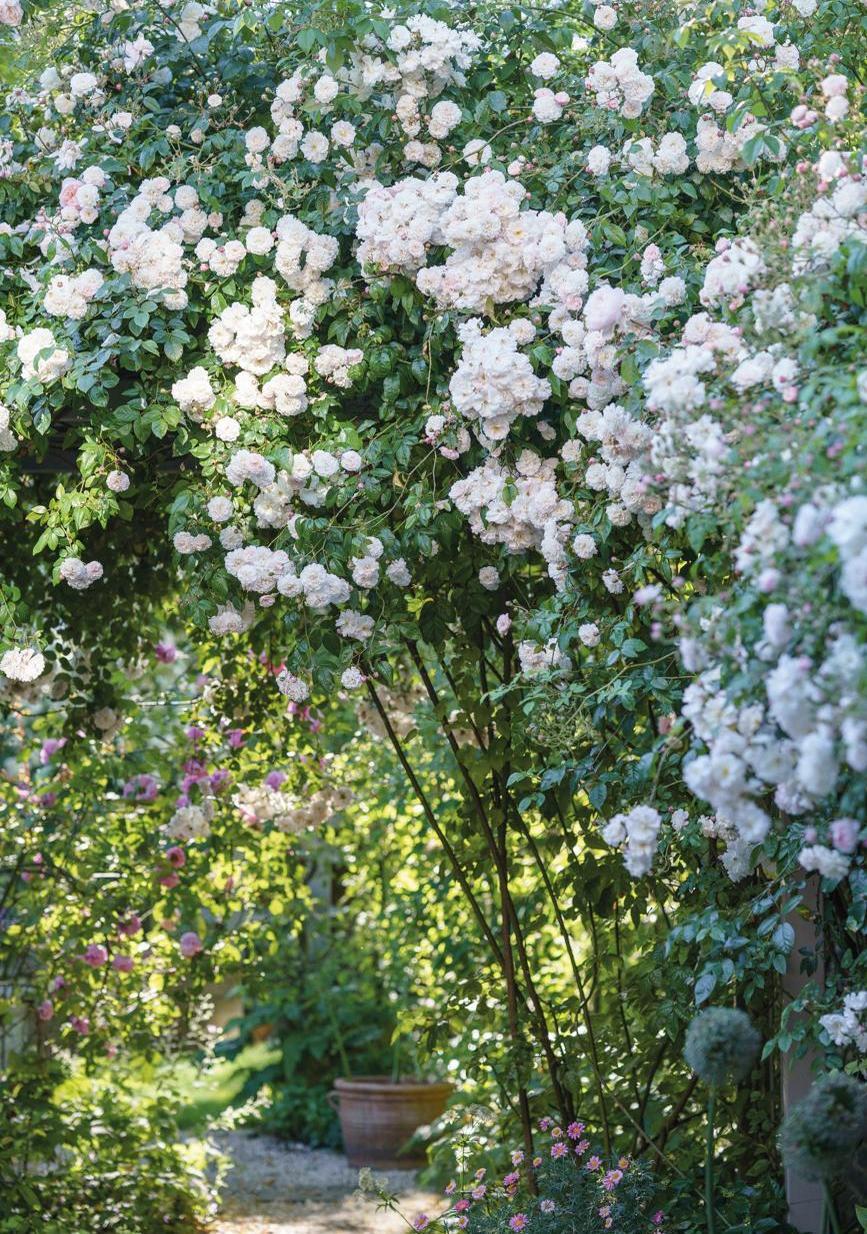 Félicité-Perpétue rambling rose