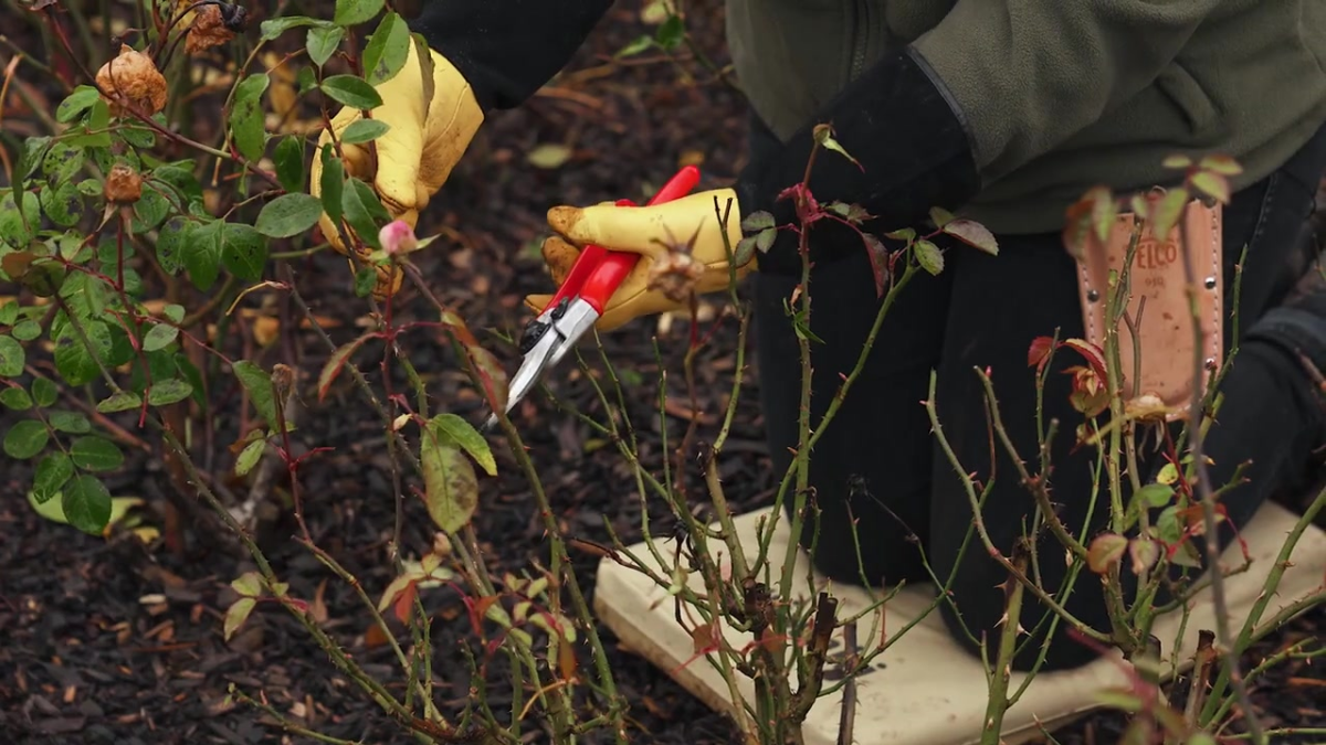 Women demonstrating cutting back flowering shoots leaving 12-18 inches of growth from the base of the rose.