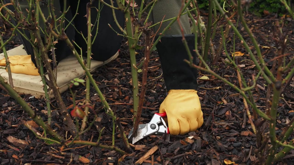 Woman removing a dead stem from a English rose.