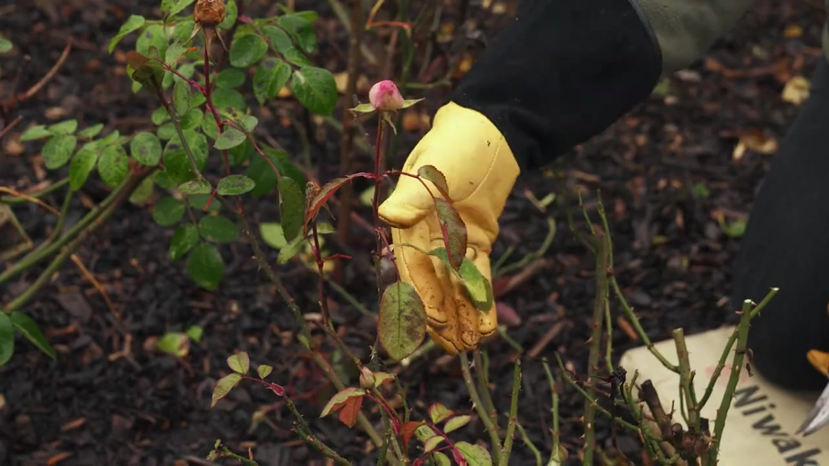 Woman removing remaining foliage from a English rose.