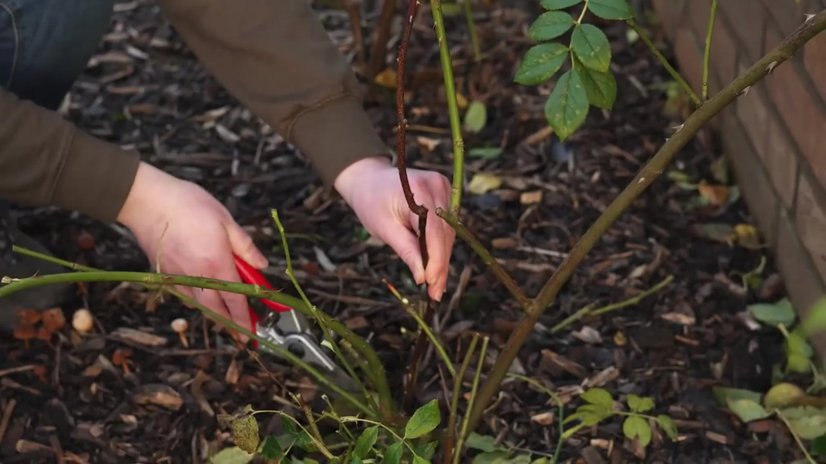 Image of using secateurs to prune away old dead stems from a climbing rose.