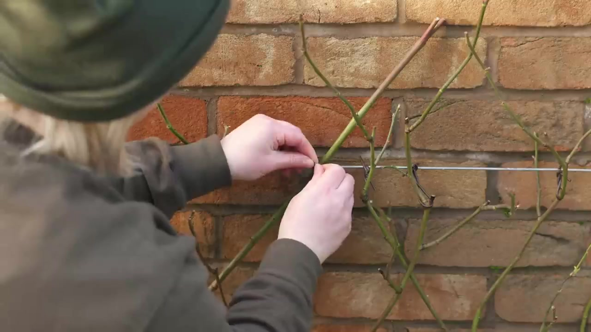 Image of woman tying a climbing rose to a wire support.