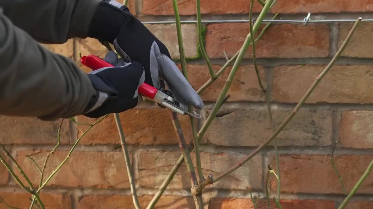 Image of using secateurs to prune a climbing rose.