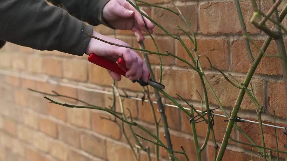 Image of using secateurs to prune a climbing rose.