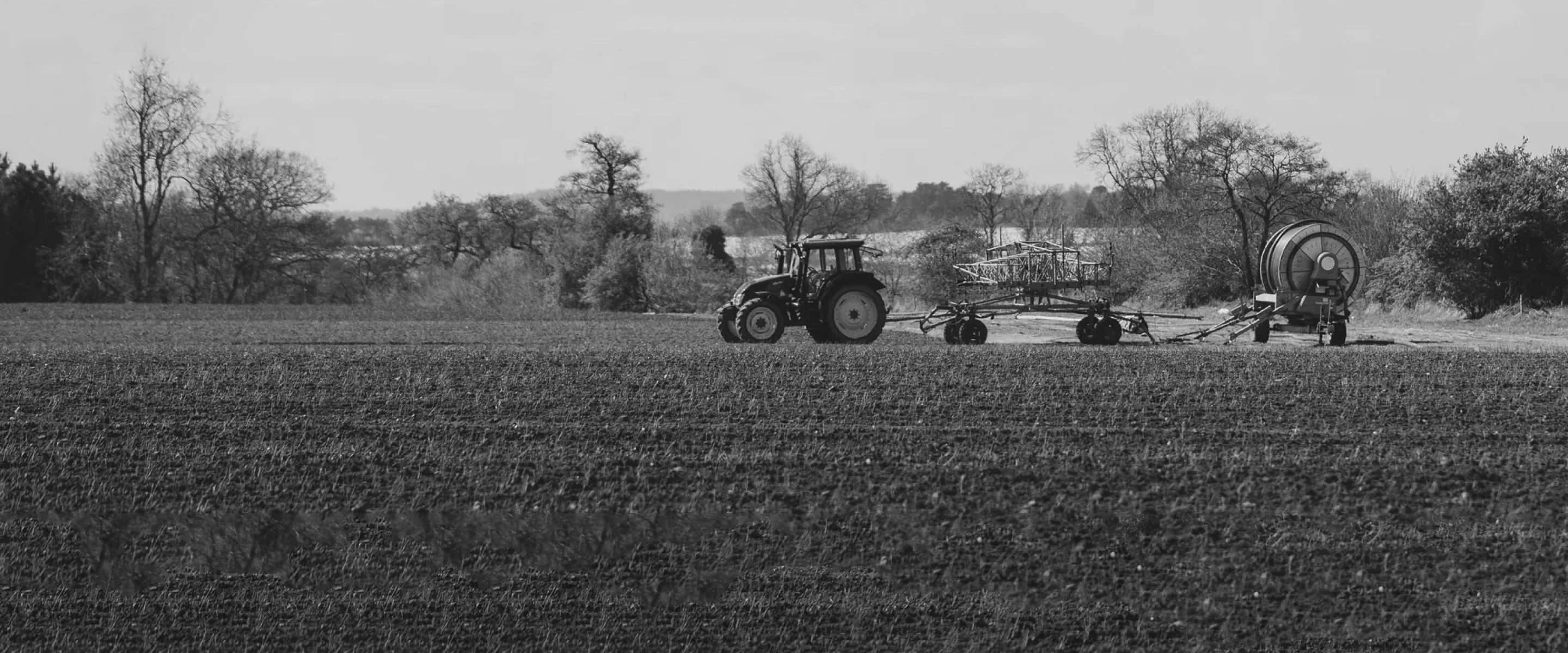 Tractor in a field with David Austin roses