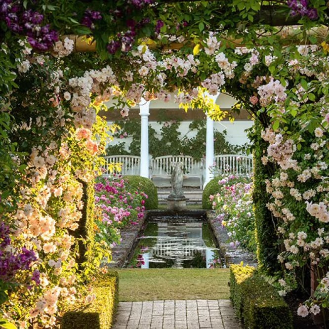 Garden shot at David Austin roses with a water feature